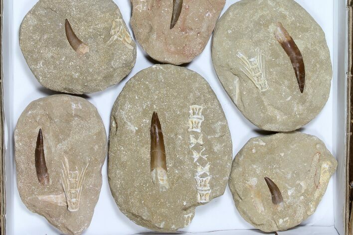 Lot: Real Fossil Plesiosaur Teeth In Matrix - Pieces #119600